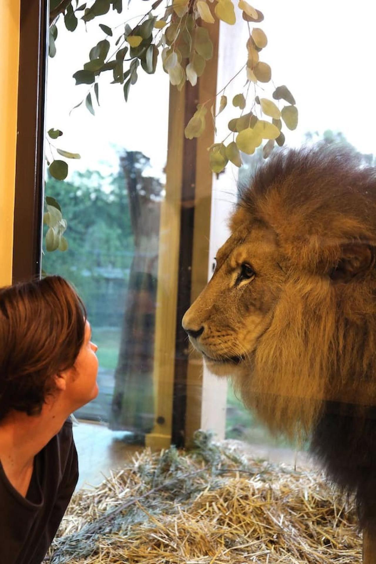 Big Cat Bungalows At The Haven - Lion 2 Canastota Exteriér fotografie